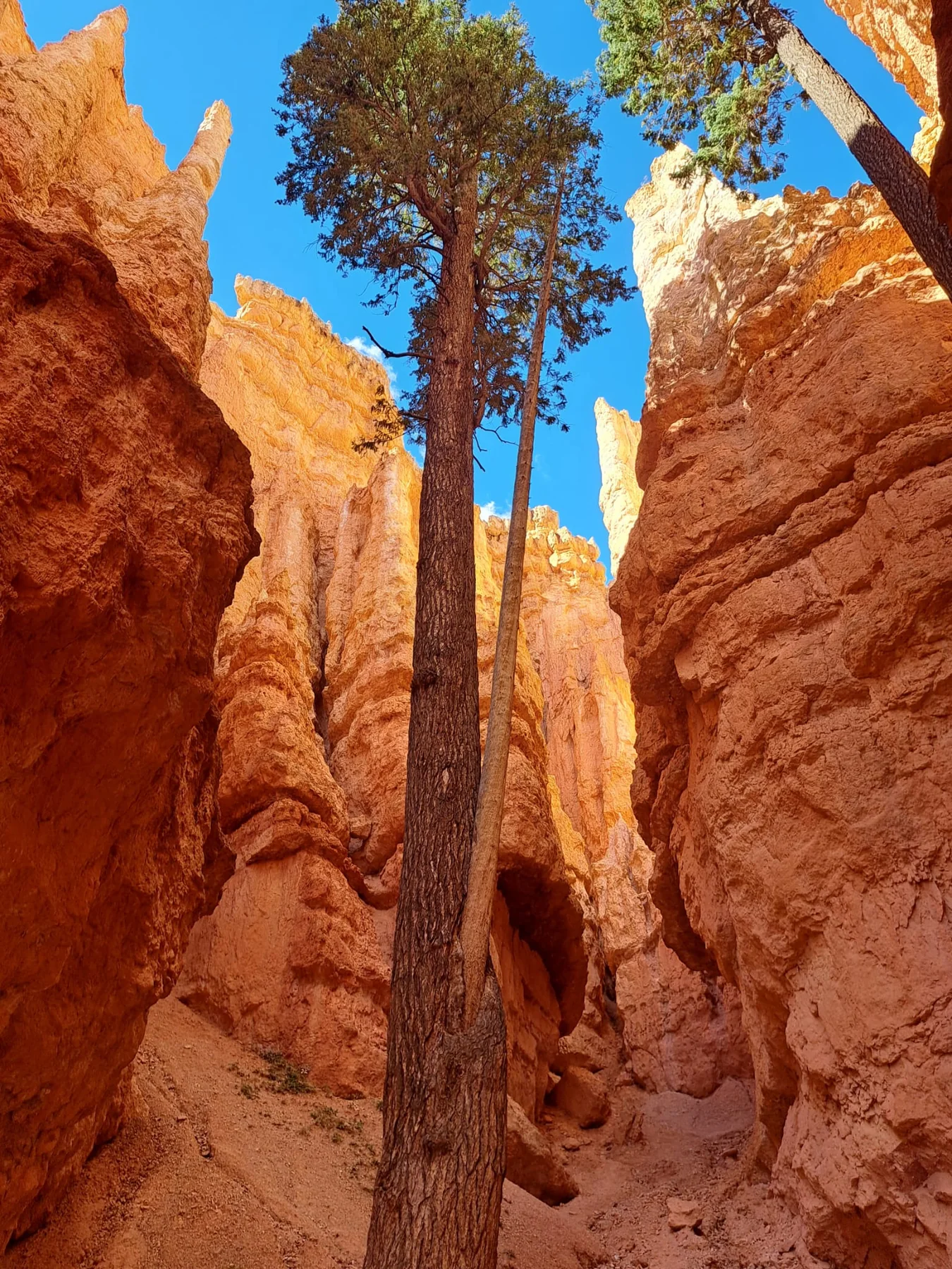 Widok na Bryce Canyon