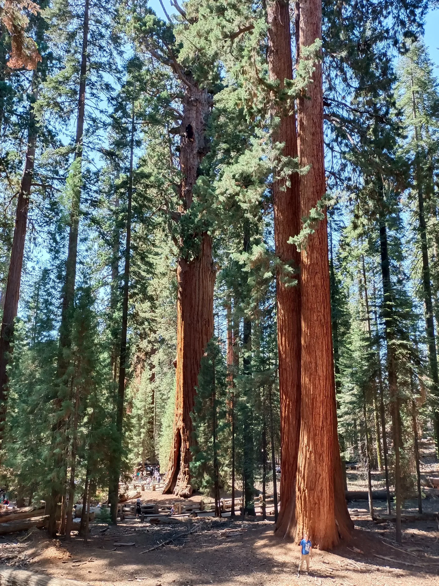 Giant sequoias